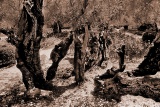 Оливы в Гефсиманском саду